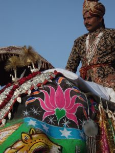 Elephant et cornac parés à Jaipur