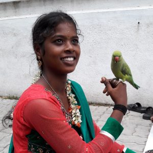 Tireuse de carte au perroquet à Pondicherry